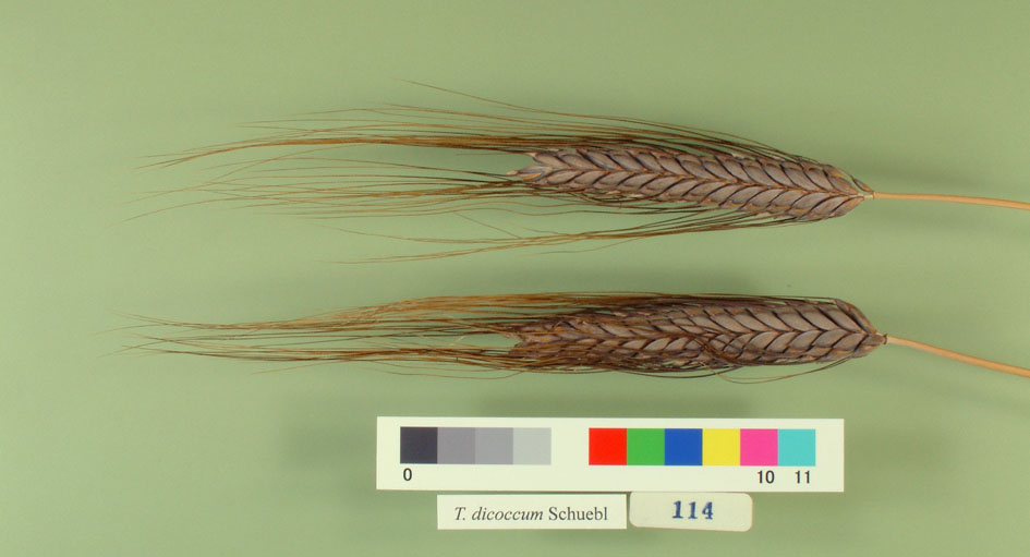 معرفی گیاهان - گندم شعیر ابلیس